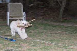 Cricket loves to run!