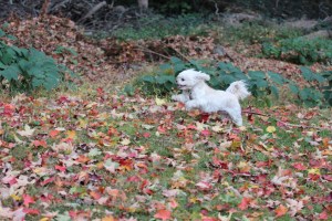Butterfly thinks grass and leaves would make a wonderful ballet surface!