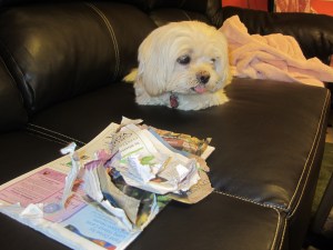 Maybe I should give my textbooks to Butterfly.