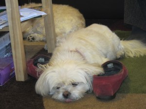 And Butterfly is very good at napping.