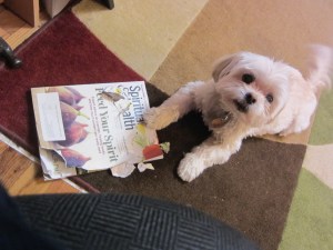 Butterfly, offended.