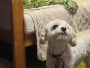 Cricket loves to sing for an audience.