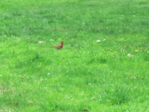 A Cardinal, but maybe not the singer.