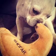 This is someone's picture of a puppy blowing a shofar.