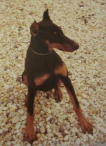 Delilah at the beach.