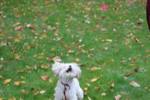 Cricket, a poem in process.