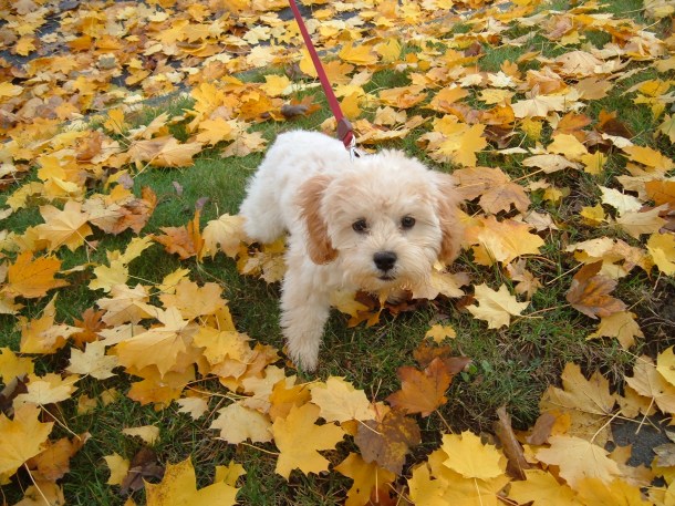 puppy in the leaves