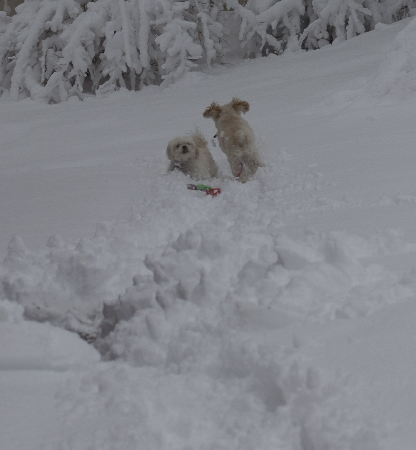 cricket &amp; Butterfly