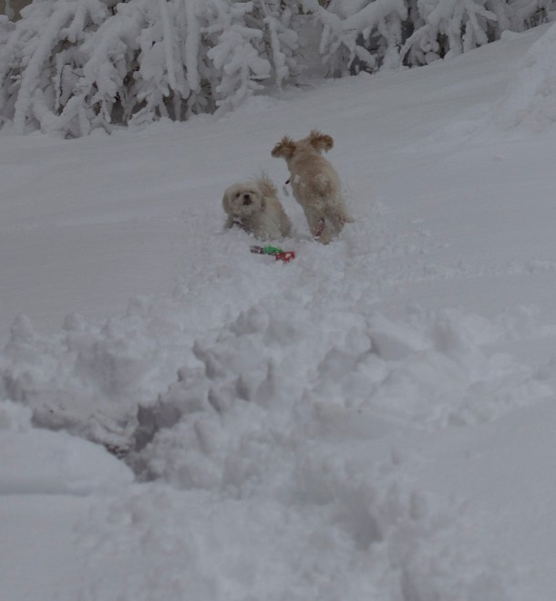 cricket &amp; Butterfly