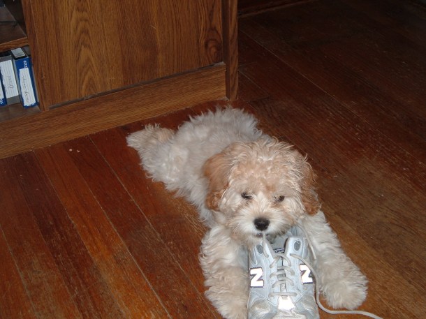 puppy-in-november-034