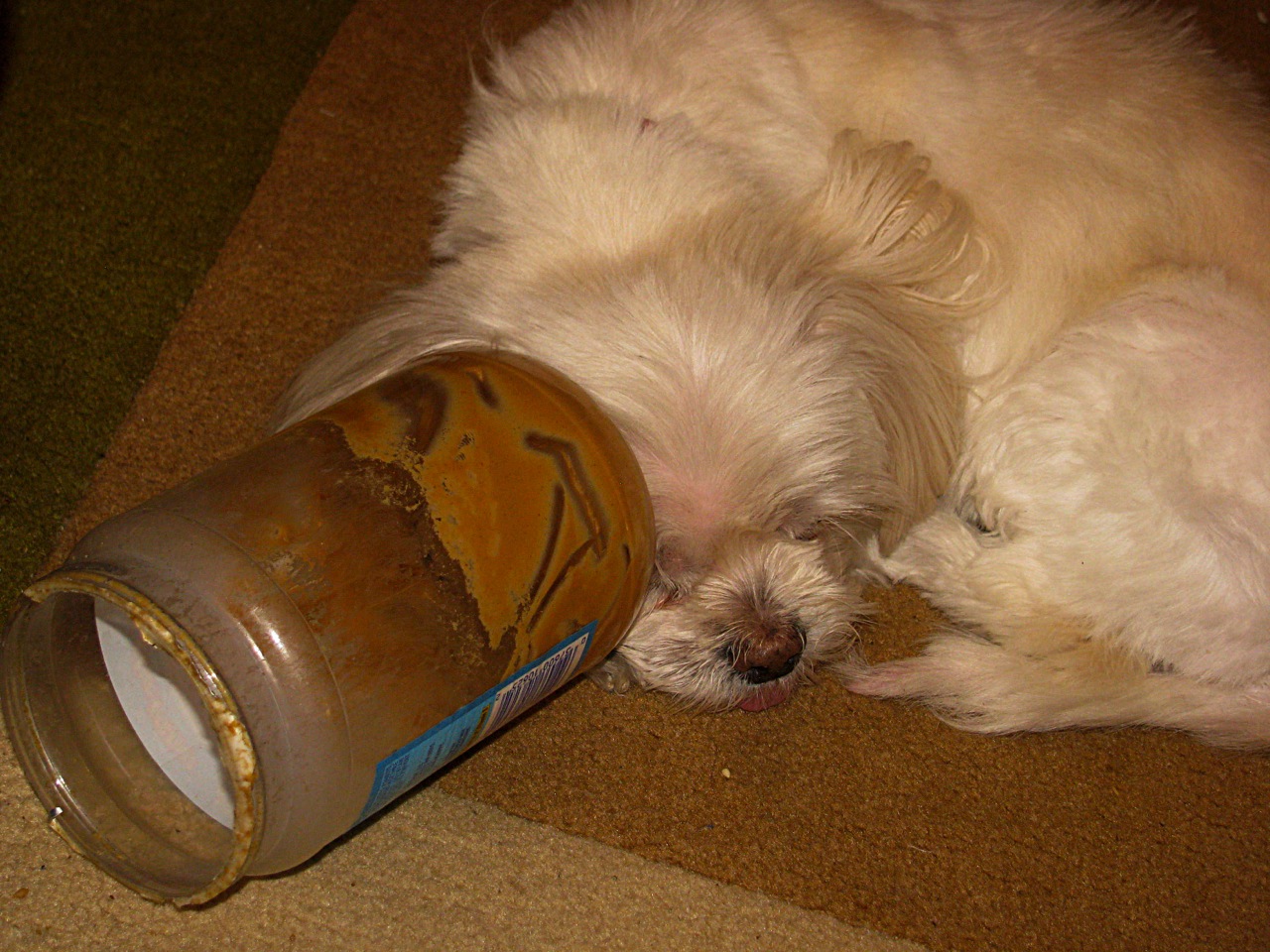 butterfly peanut butter dreams