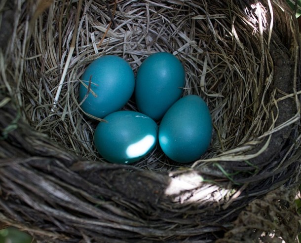 robin's eggs 4