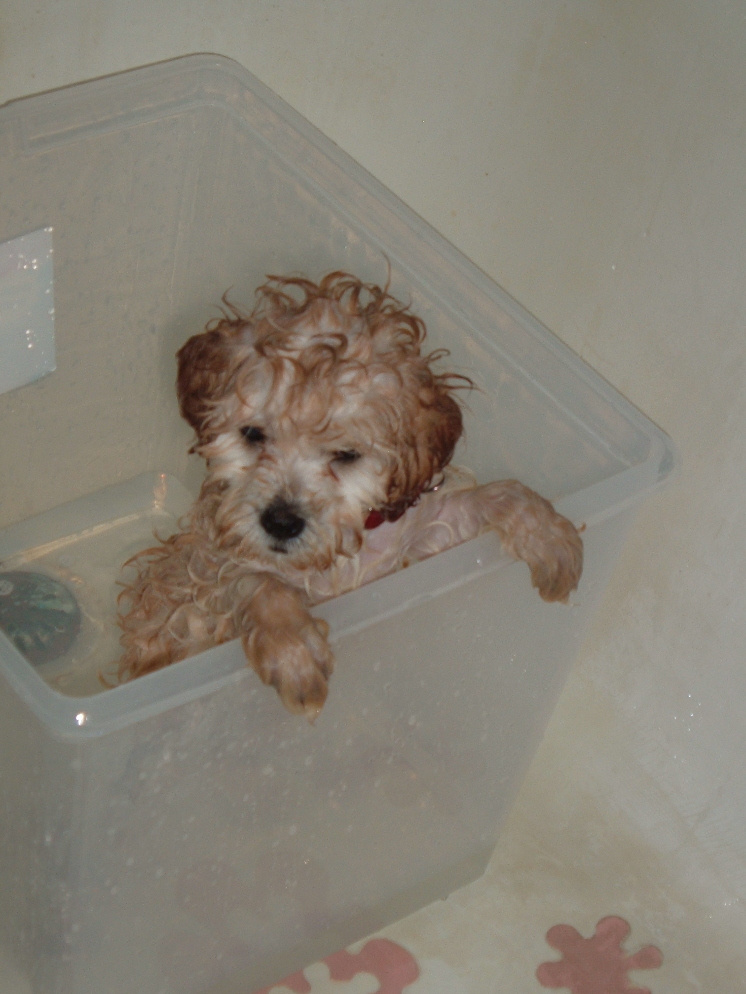 puppy in November 005