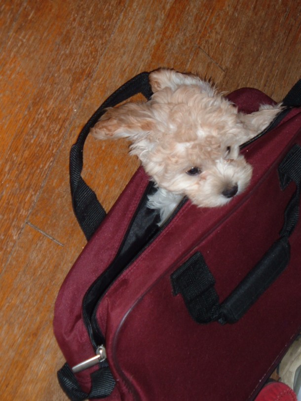 puppy in October 018