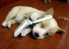 puppy with phone