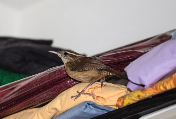 bird in the fabric closet 2