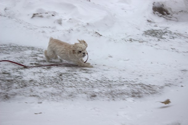 cricket chases the leaf