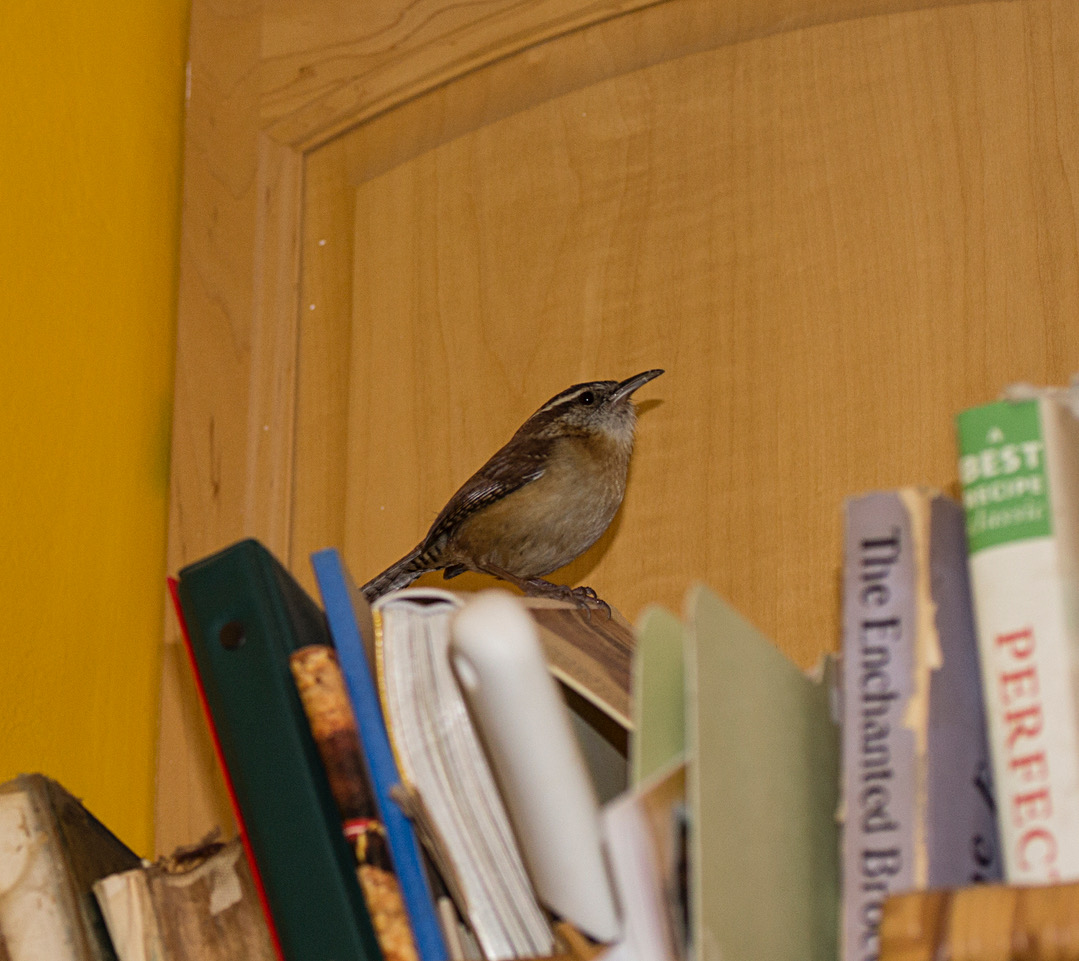 bird on cookbooks