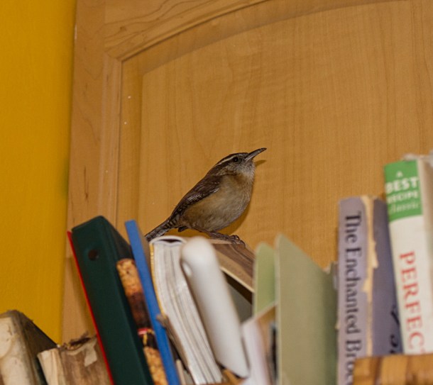 bird on cookbooks