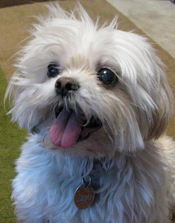 butterfly hair askew