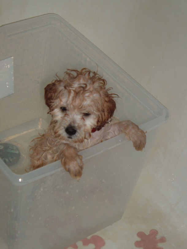 puppy in November 005