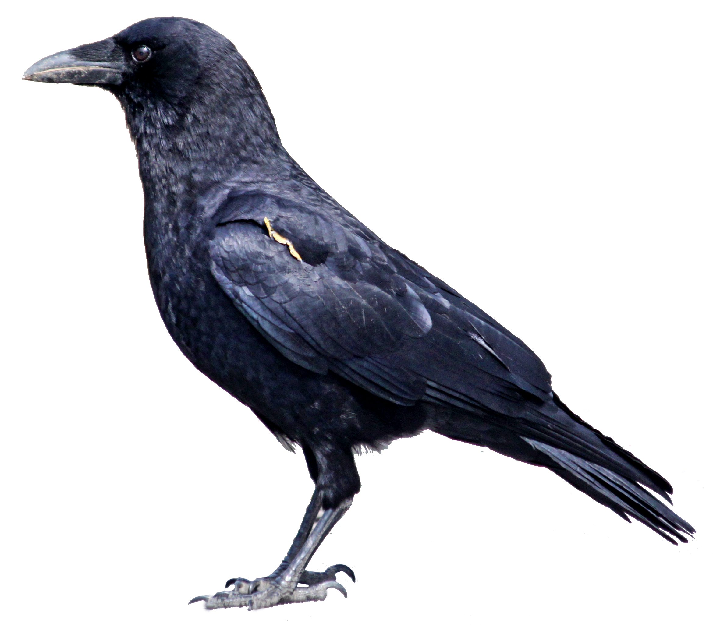 crow