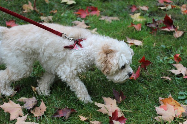 pix from eos 060.jpg