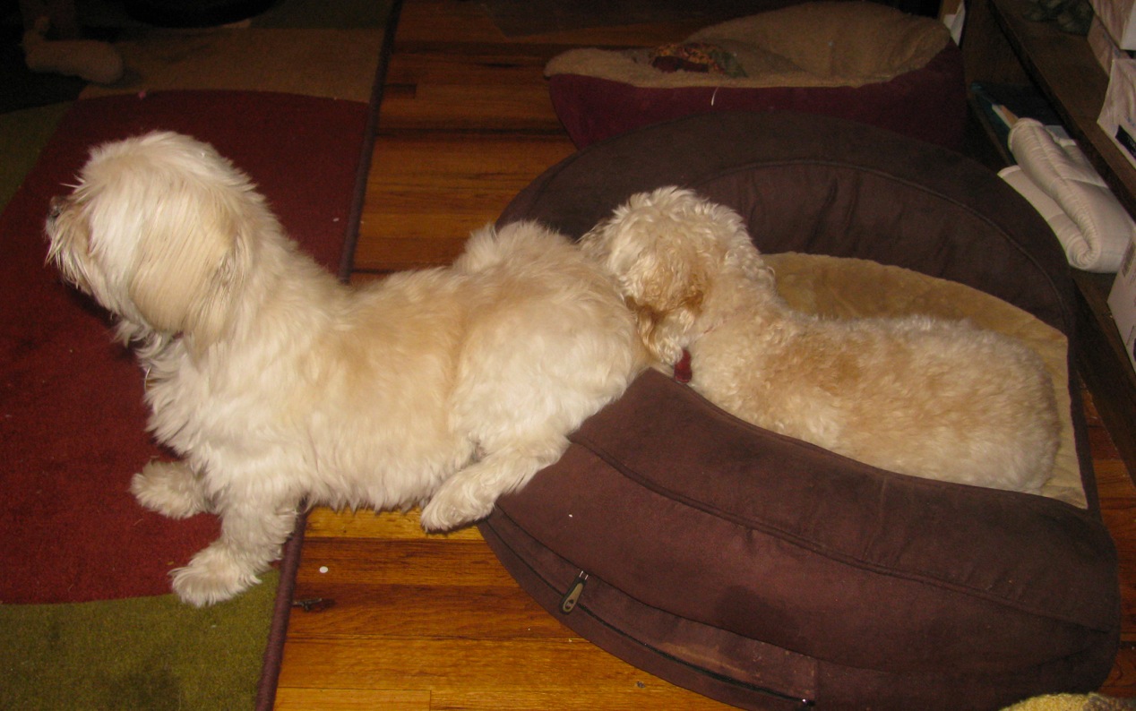 butterfly front feet on floor copy