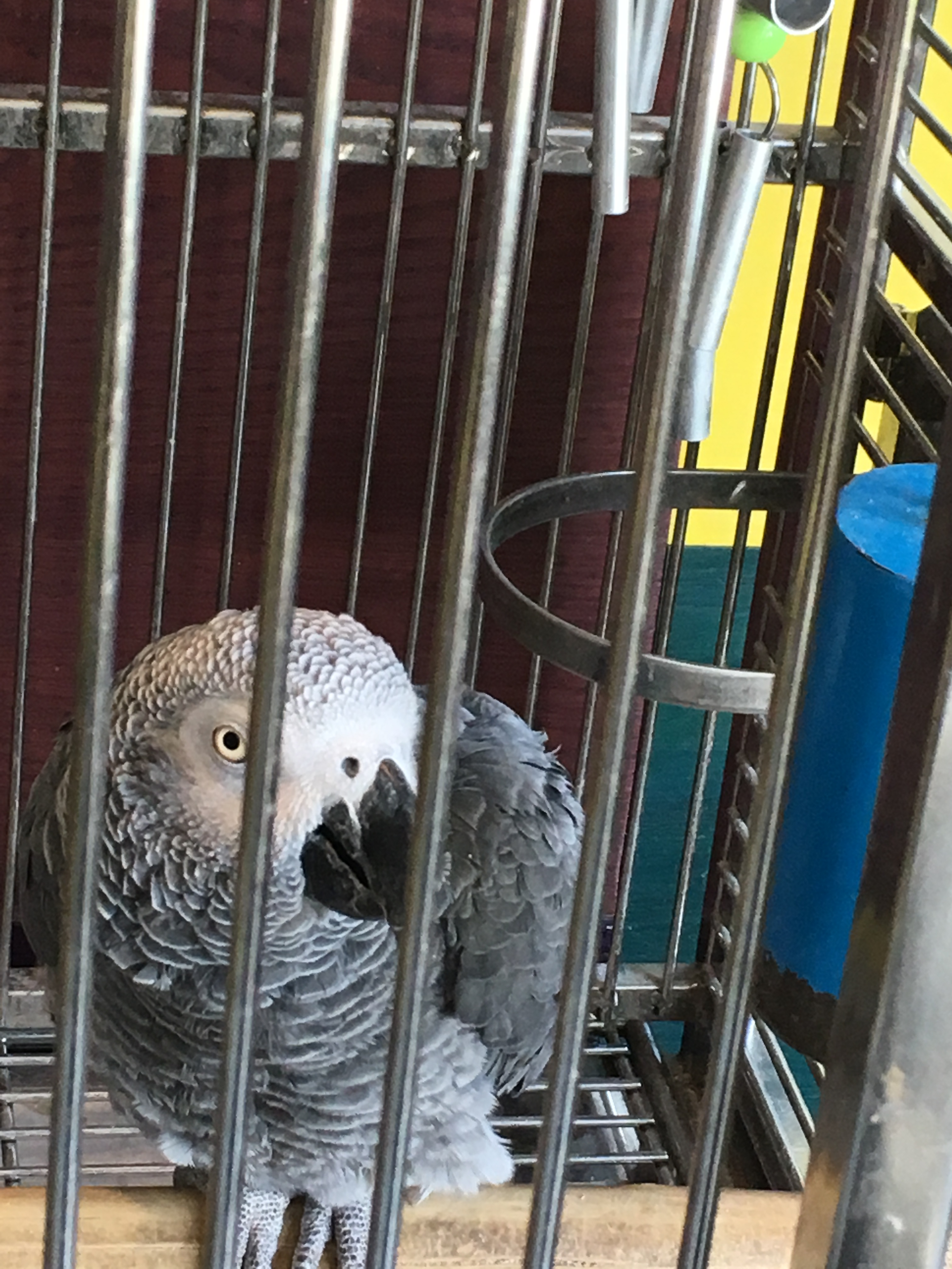 boopy giving me the eye