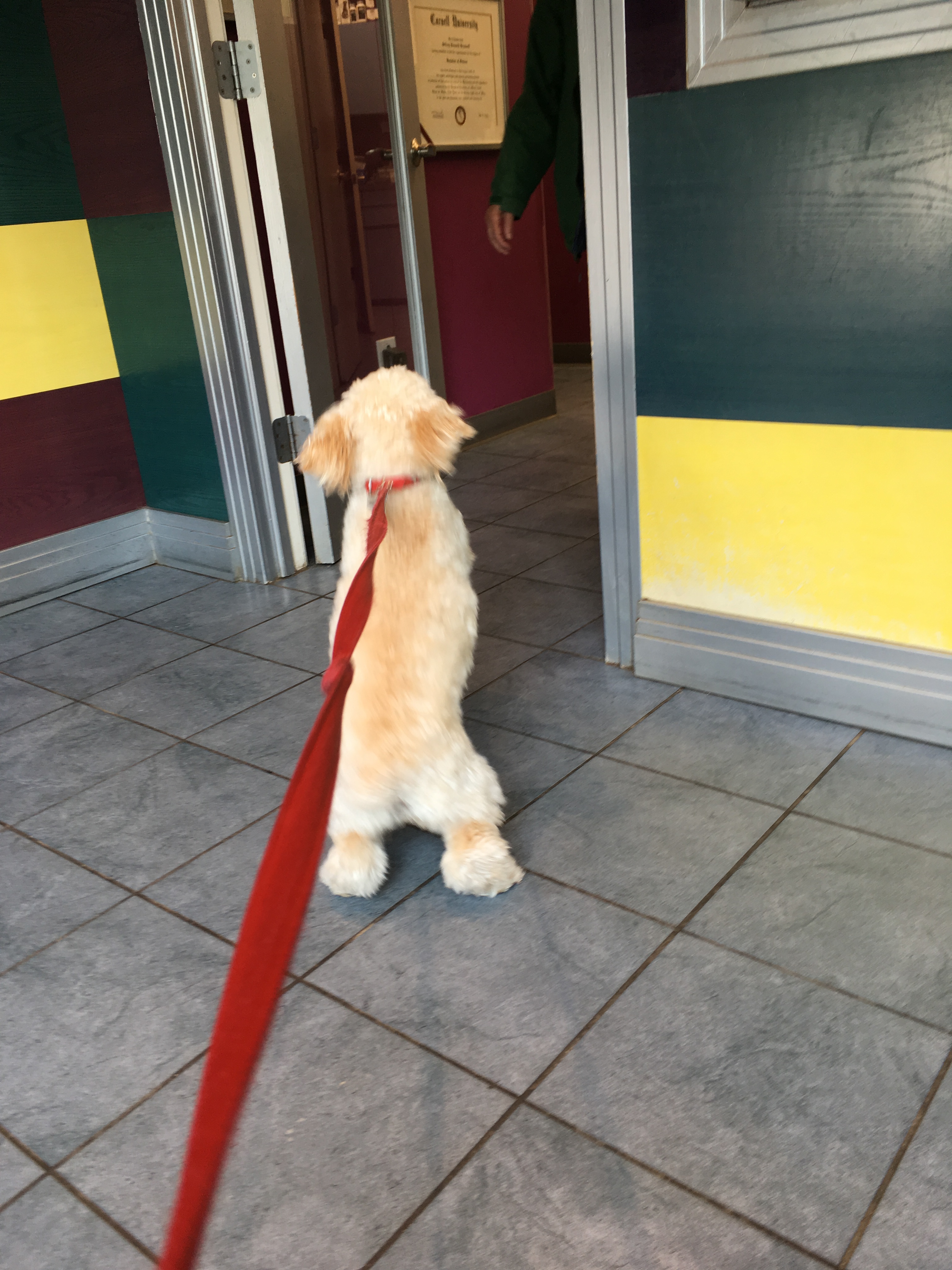 C waiting for E at the vet