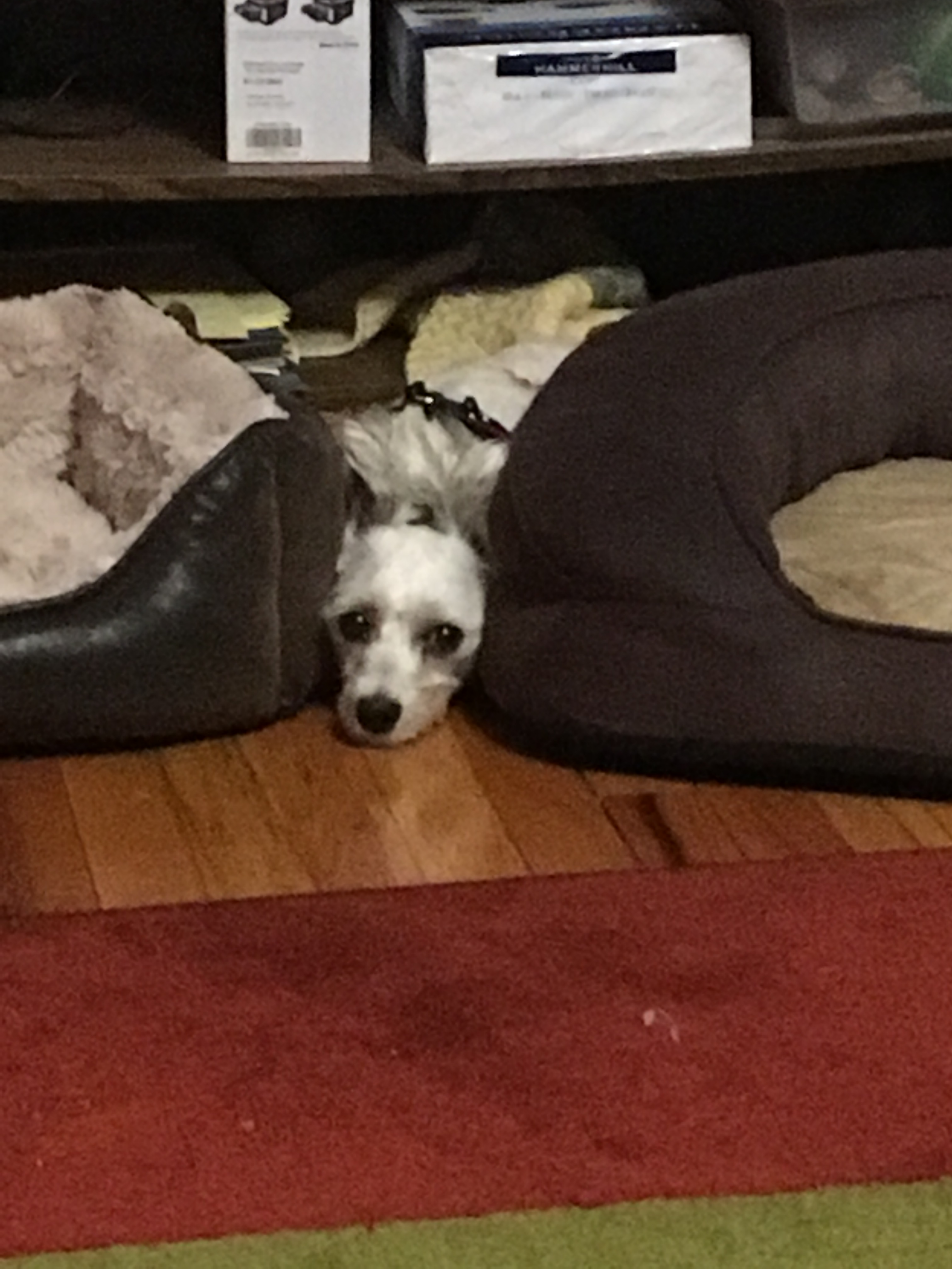 Ellie between two beds