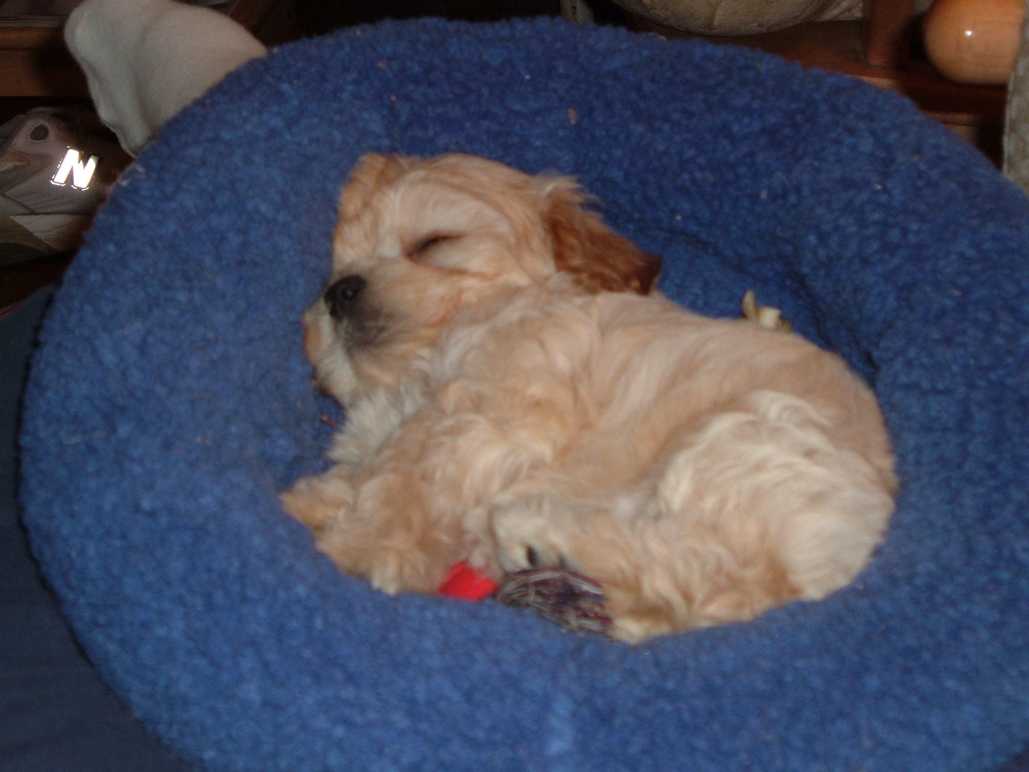 puppy in October 034