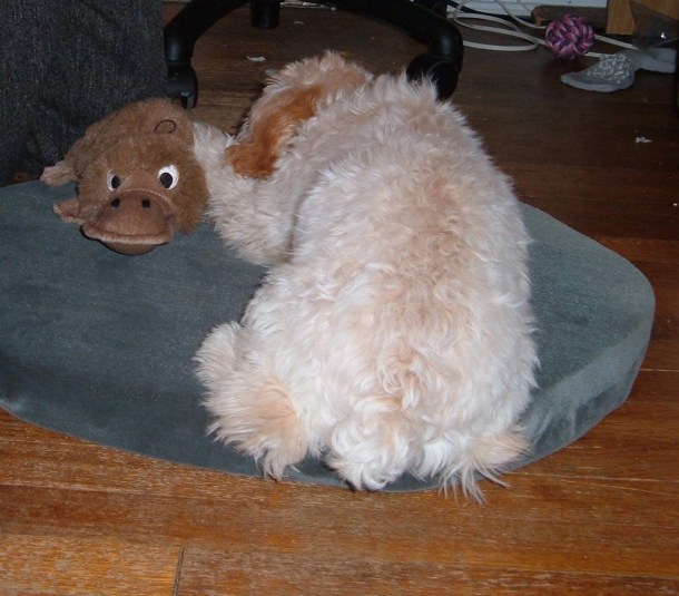 Cricket and her special friend 001