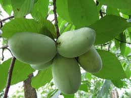 paw paws