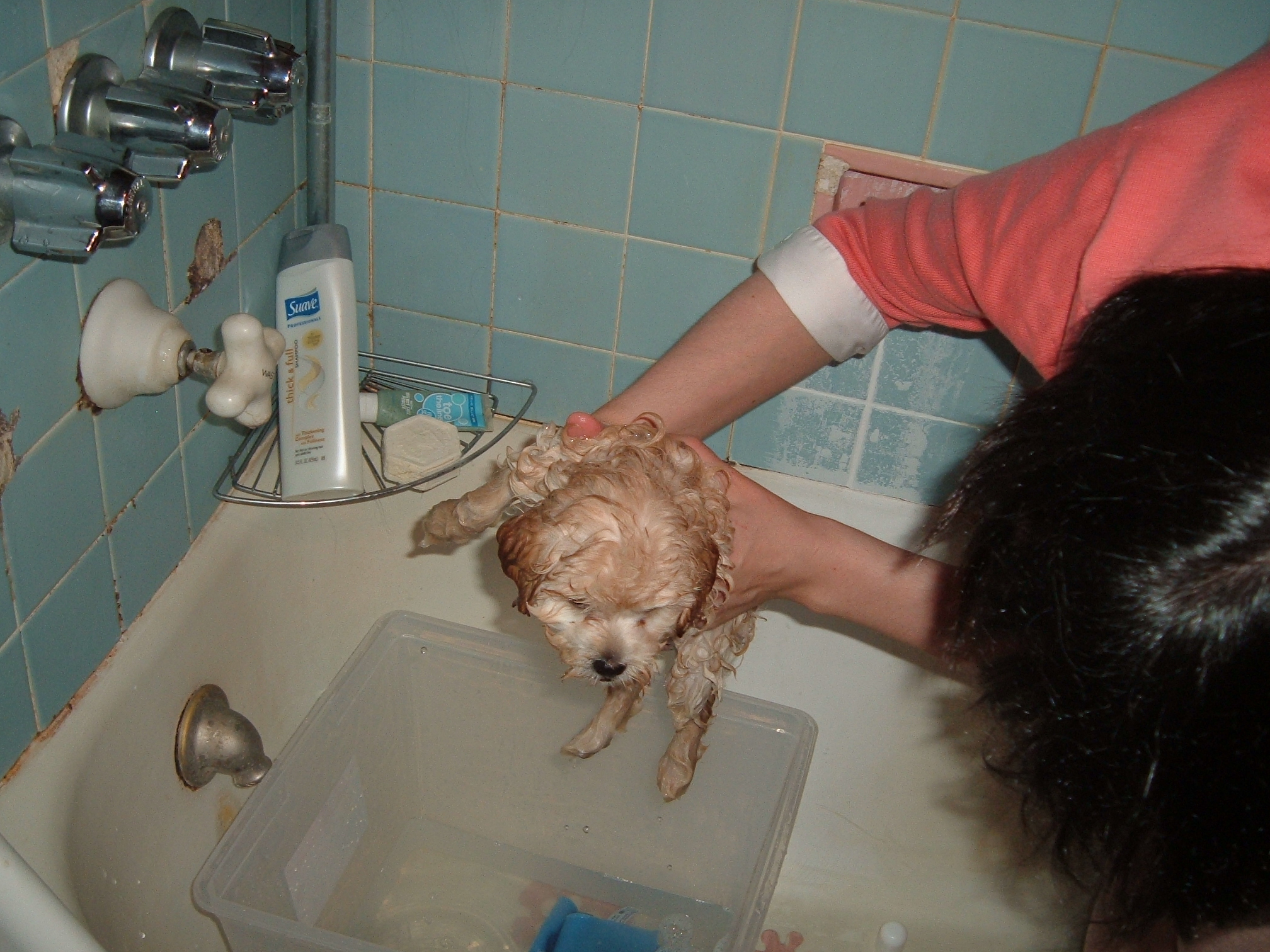 puppy in November 001