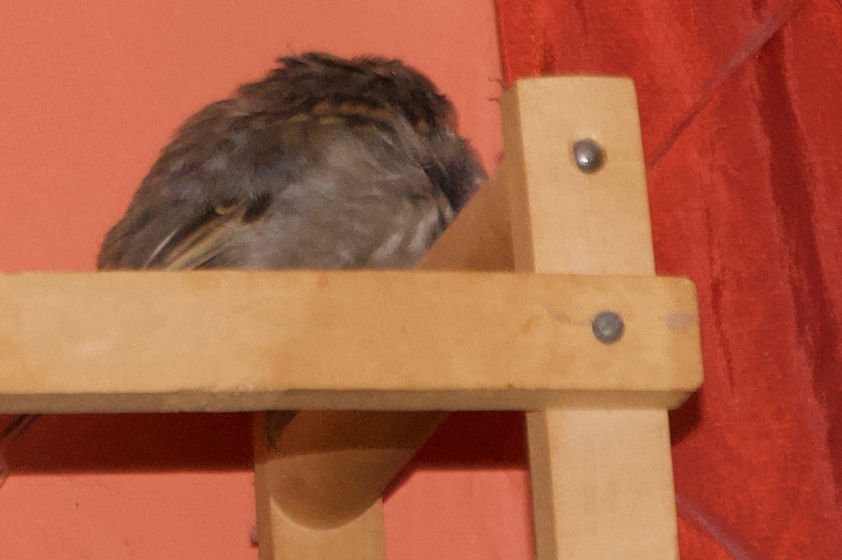 sparrow sleeping cropped