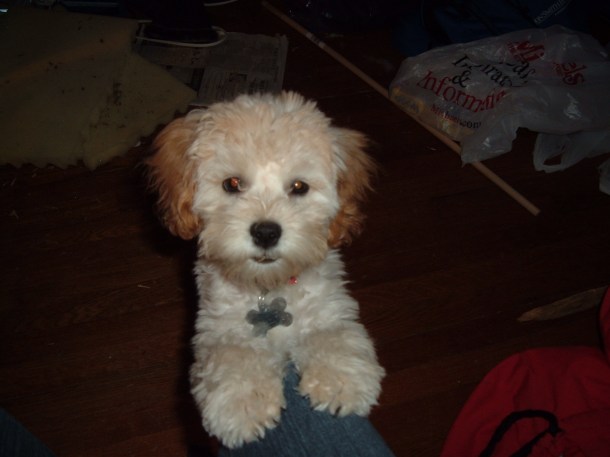 puppy in November 042