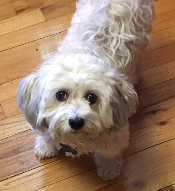 Ellie and the Afikomen